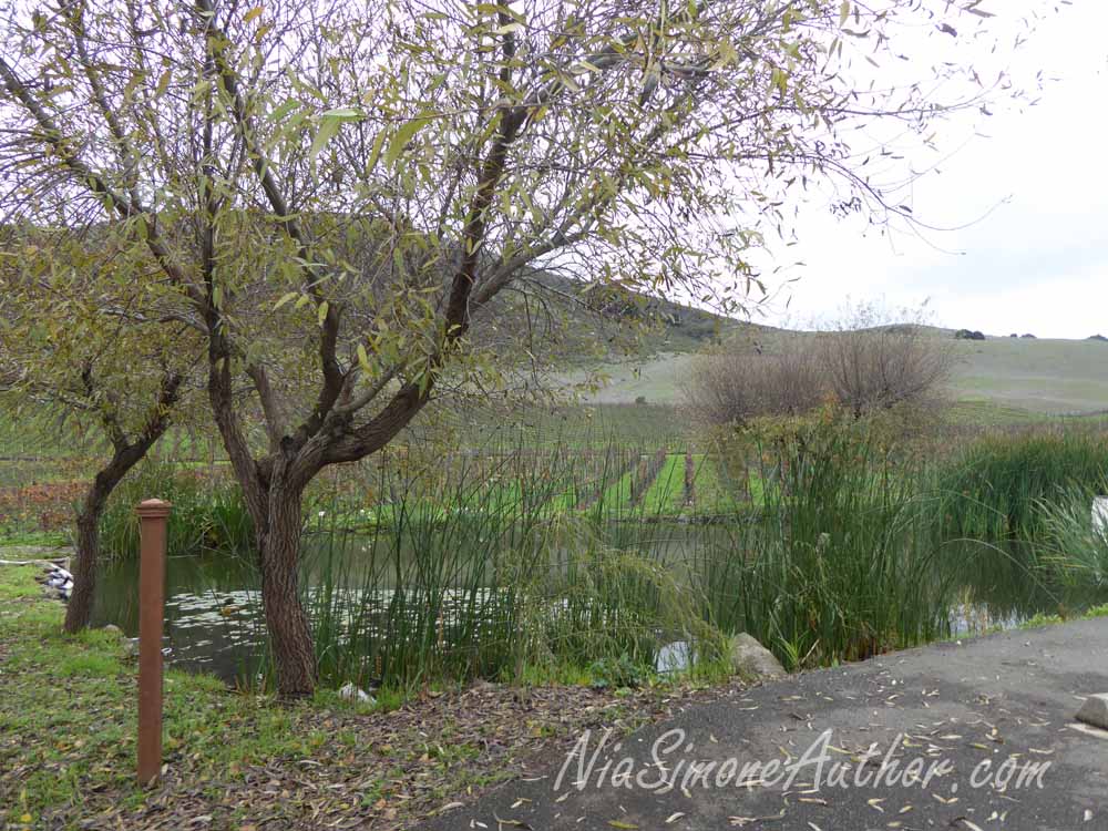 Sonoma-wine-tasting-2