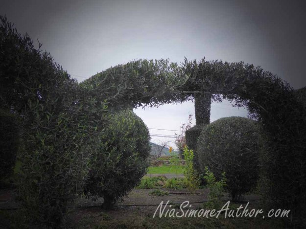 Sonoma-wine-tasting-8