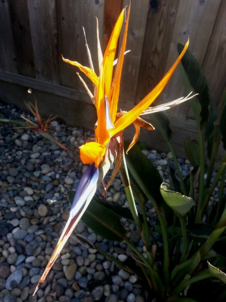 Bird-of-Paradise-1
