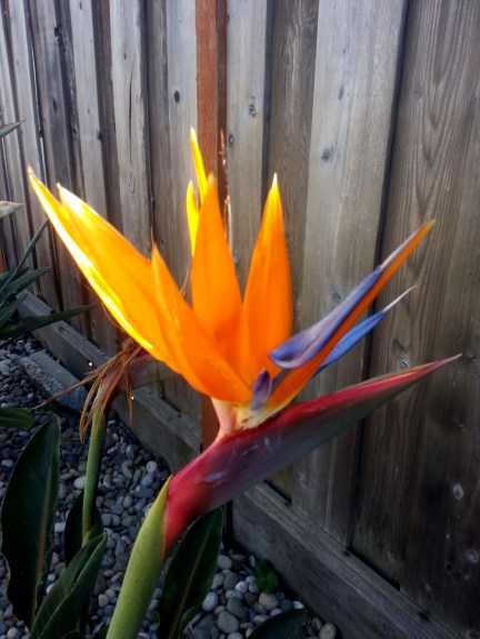 Bird-of-Paradise-2