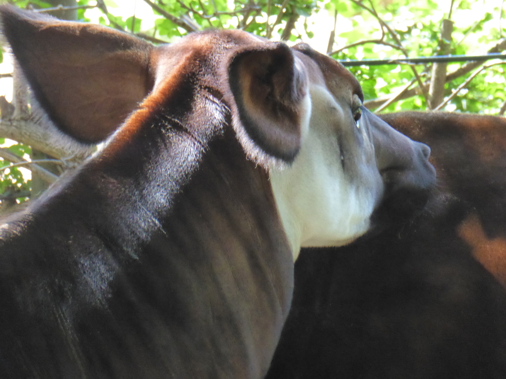 Okapi
