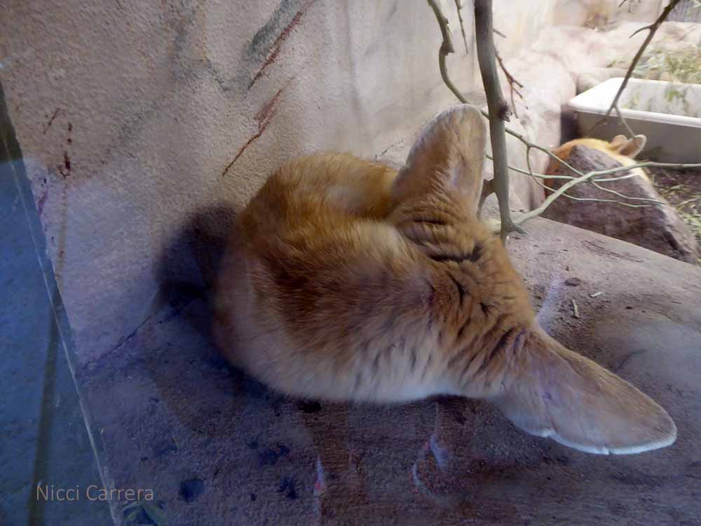 San-Diego-Safari-Zoo-1