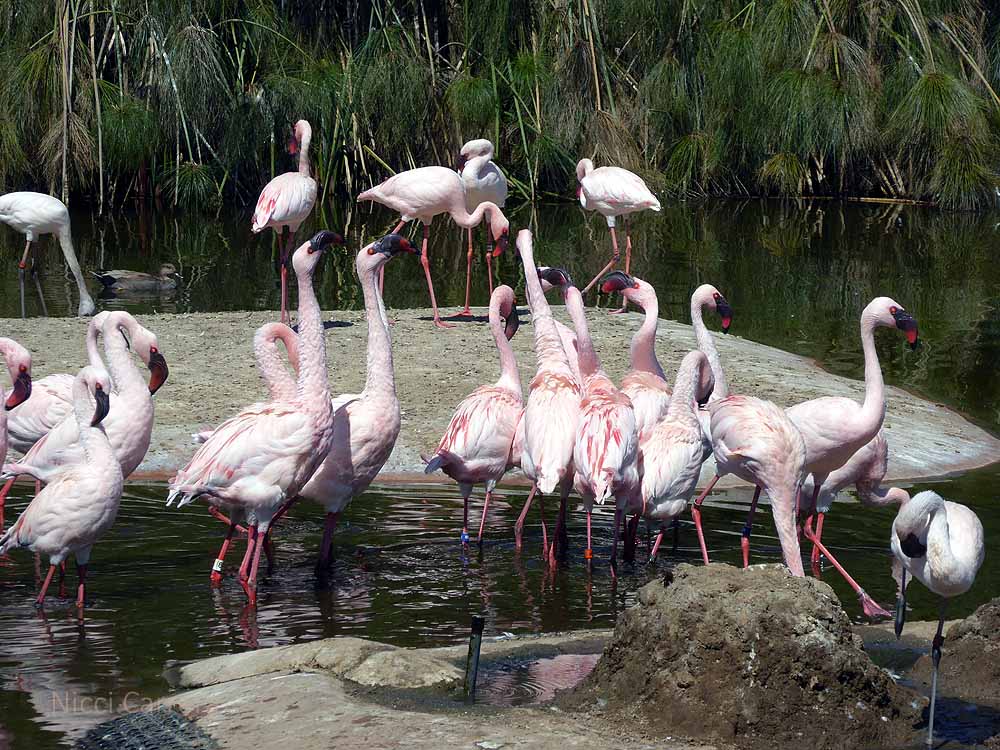 San-Diego-Safari-Zoo-10