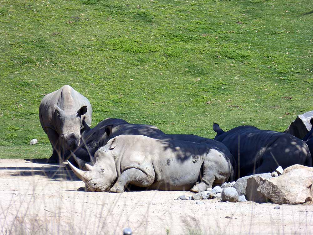 San-Diego-Safari-Zoo-11