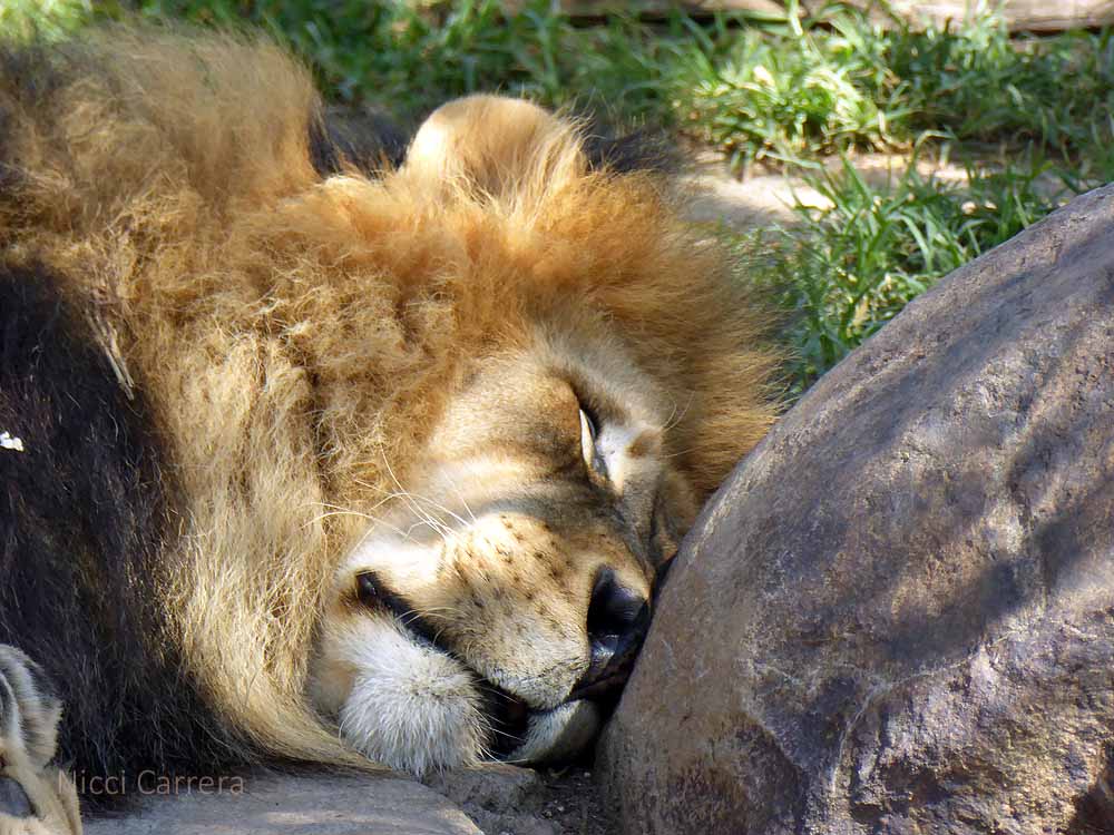 San-Diego-Safari-Zoo-13