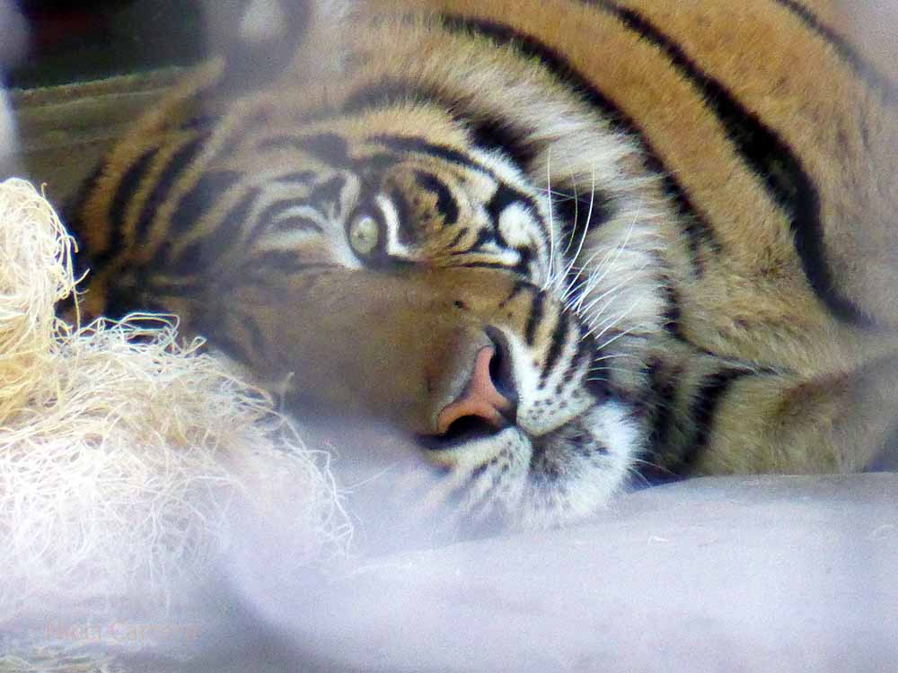 San-Diego-Safari-Zoo-14