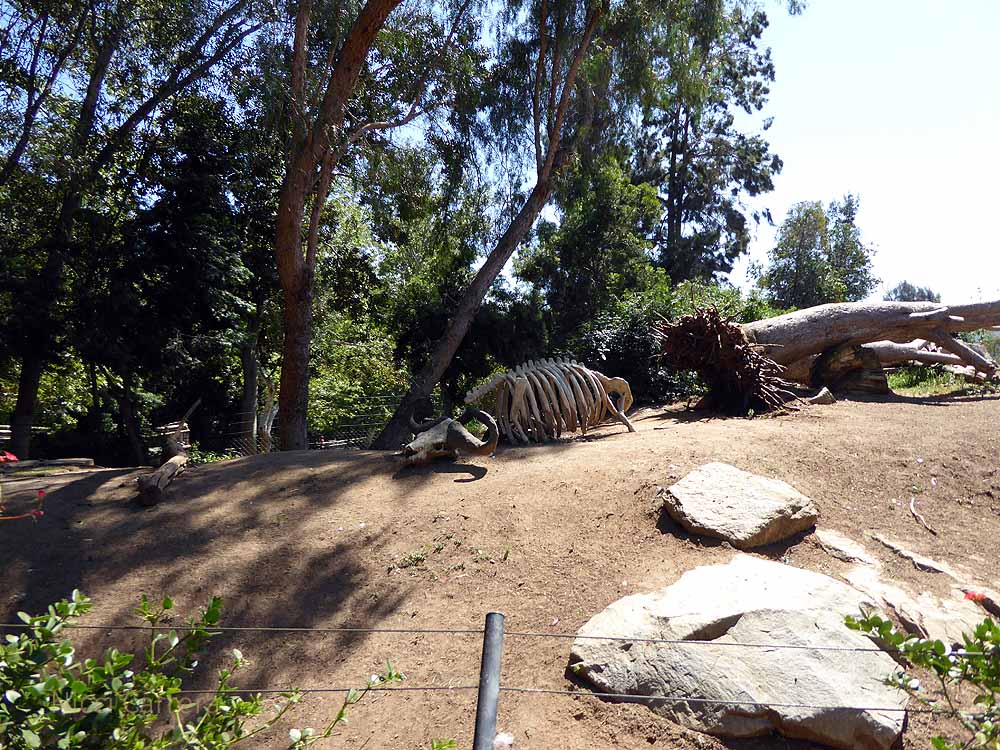 San-Diego-Safari-Zoo-16