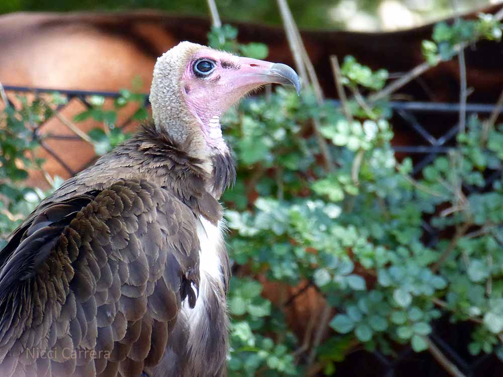 San-Diego-Safari-Zoo-17