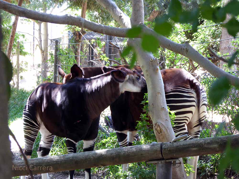 San-Diego-Safari-Zoo-19
