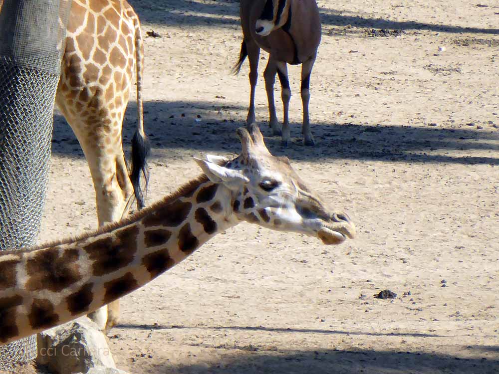 San-Diego-Safari-Zoo-25
