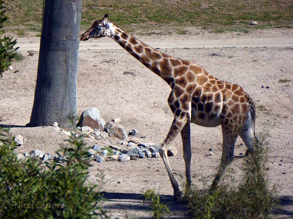 San-Diego-Safari-Zoo-26