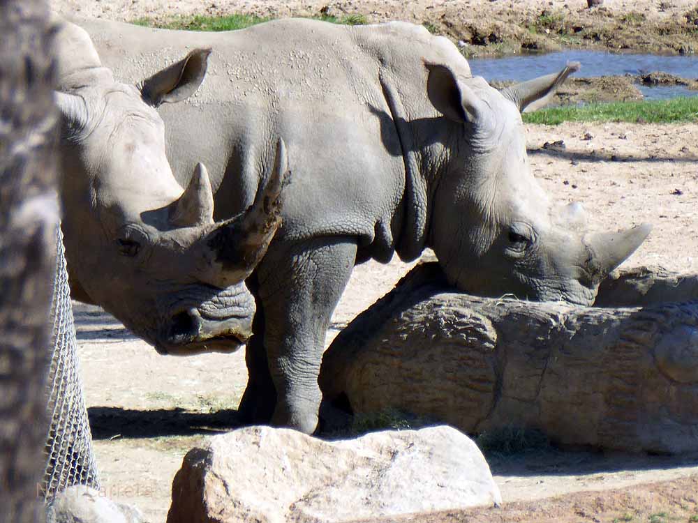 San-Diego-Safari-Zoo-27