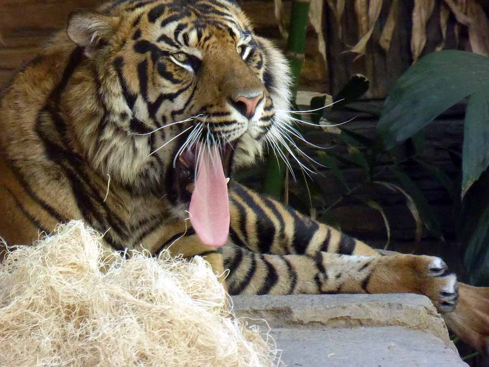 San-Diego-Safari-Zoo-29