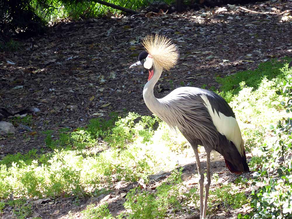 San-Diego-Safari-Zoo-3