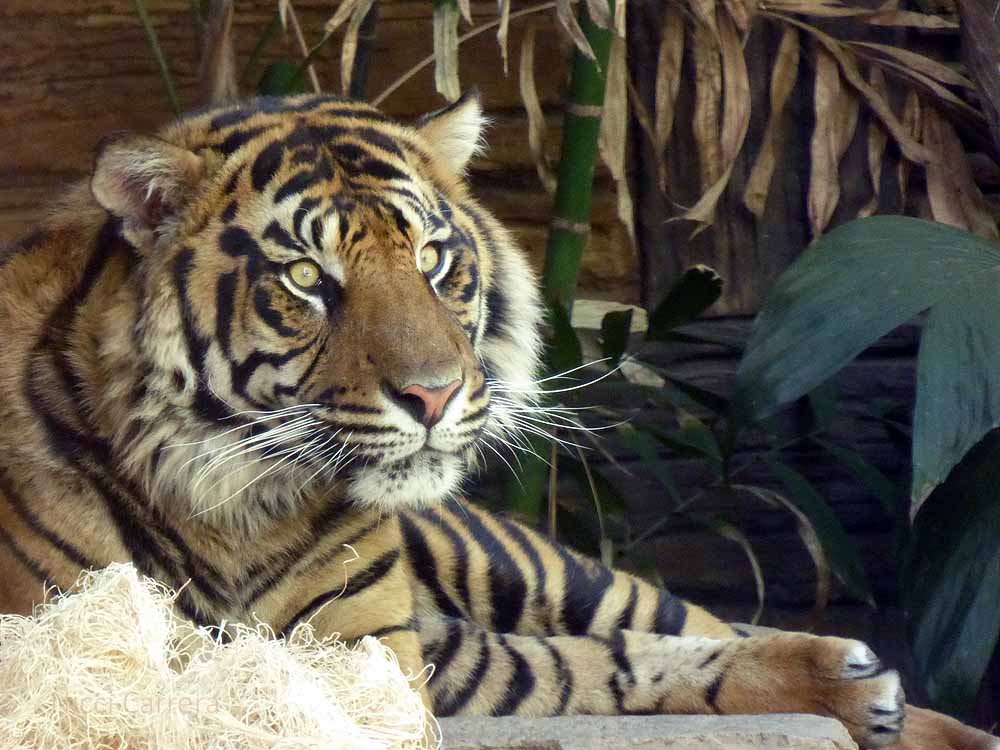 San-Diego-Safari-Zoo-30