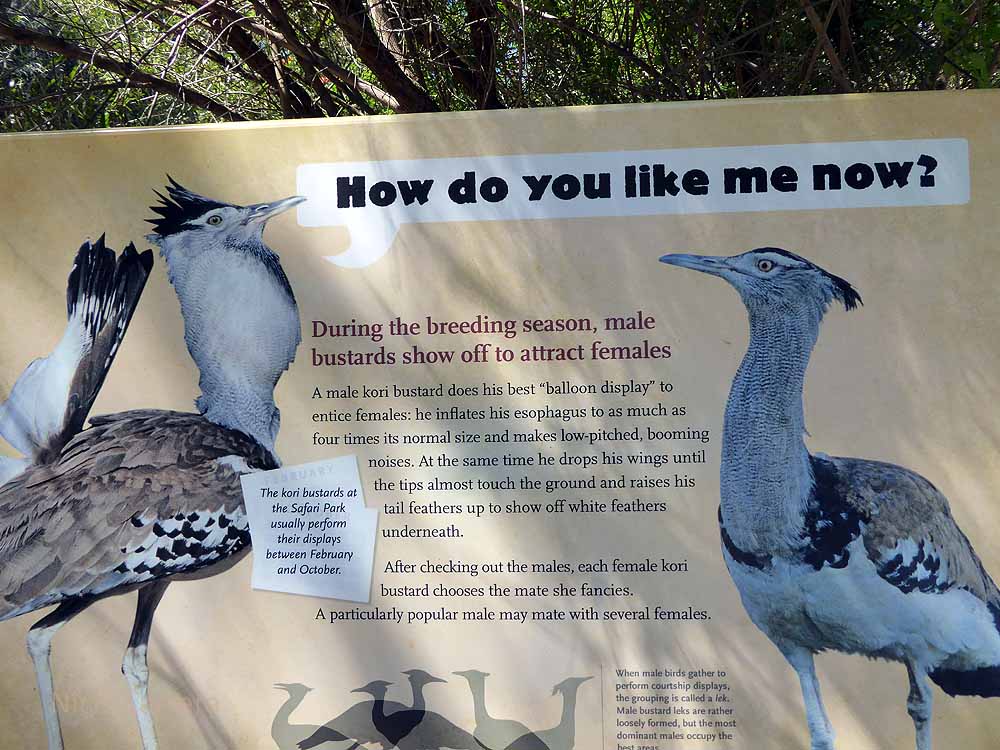 San-Diego-Safari-Zoo-4