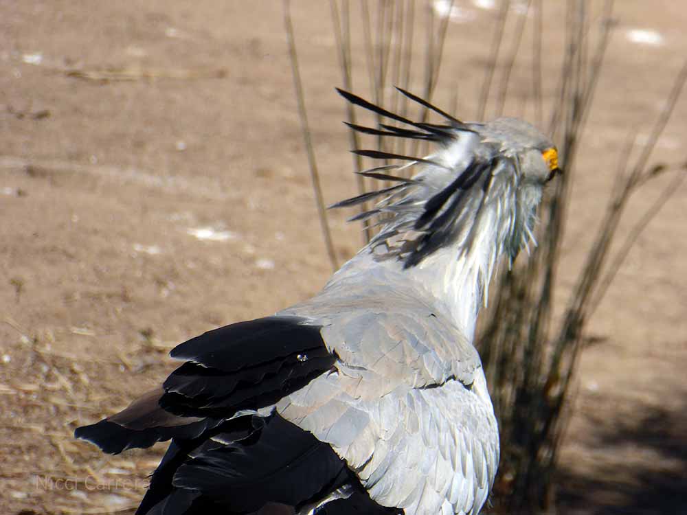 San-Diego-Safari-Zoo-5