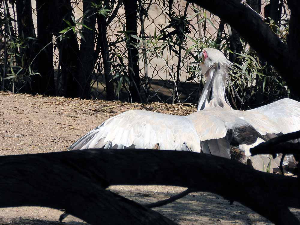 San-Diego-Safari-Zoo-6