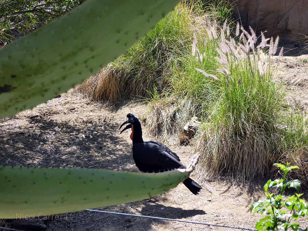 San-Diego-Safari-Zoo-7