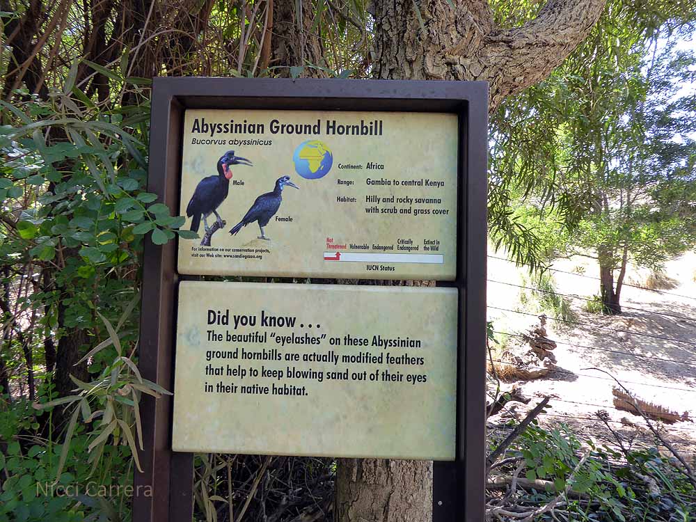 San-Diego-Safari-Zoo-9