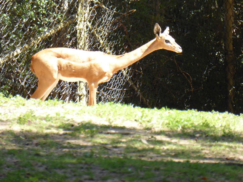 Southern-Gerenuk-2