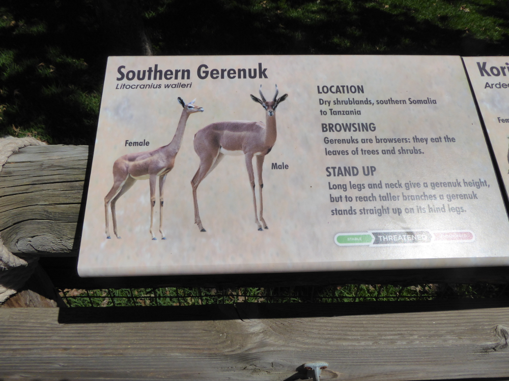 Southern-Gerenuk