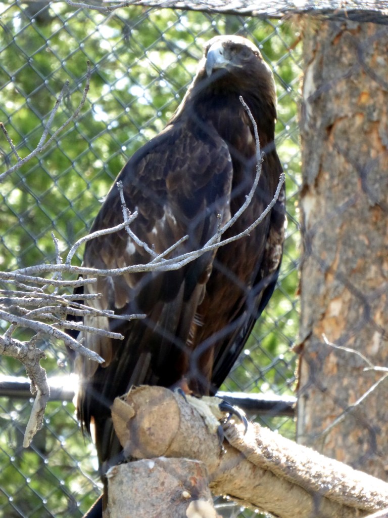 Golden eagle