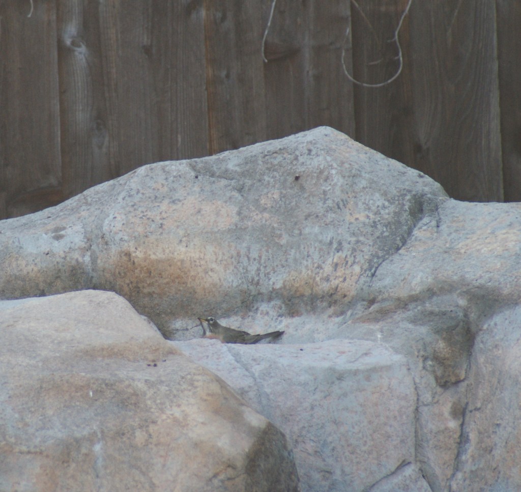 Birds bathing in the pools