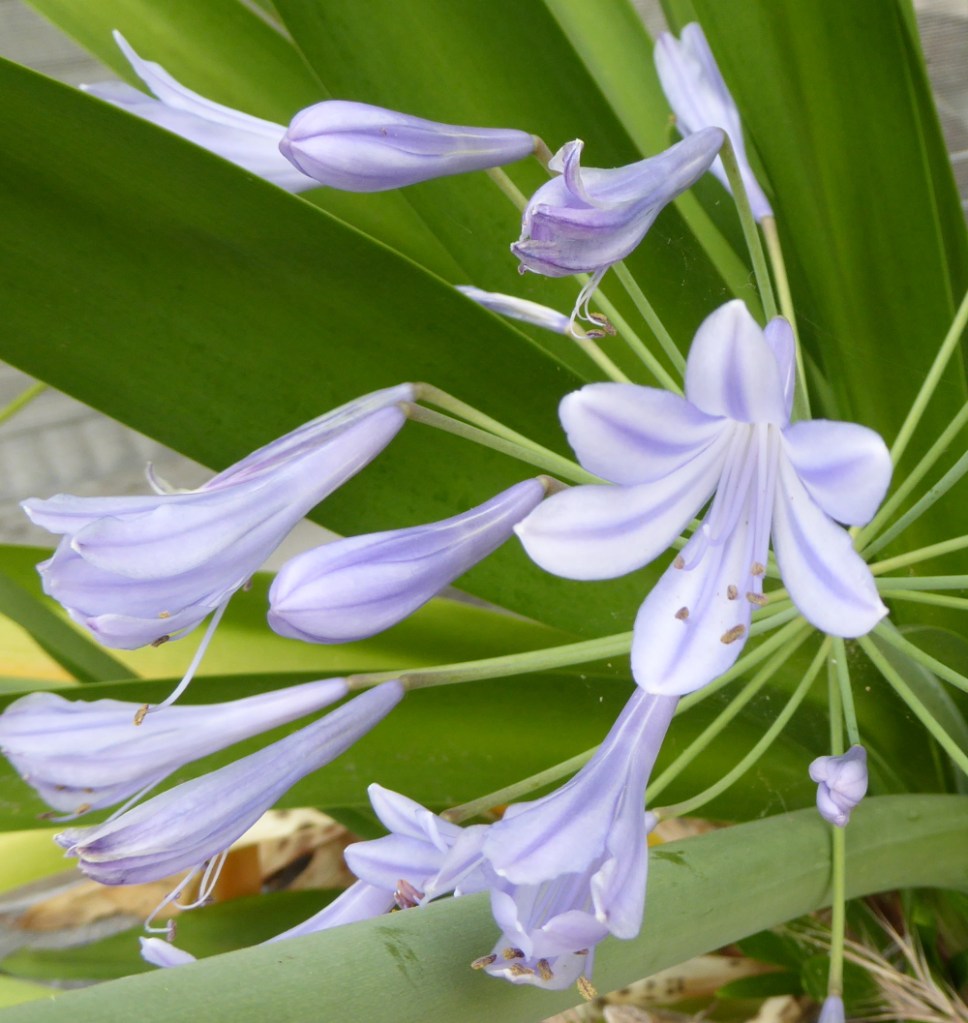 Agapanthus 2