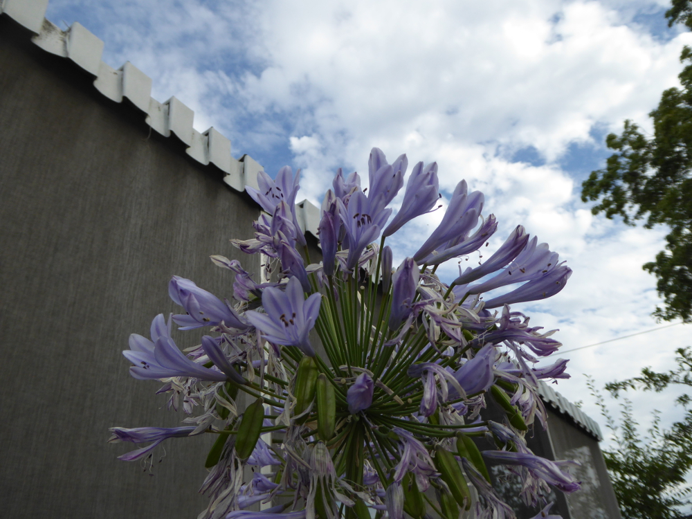 Agapanthus