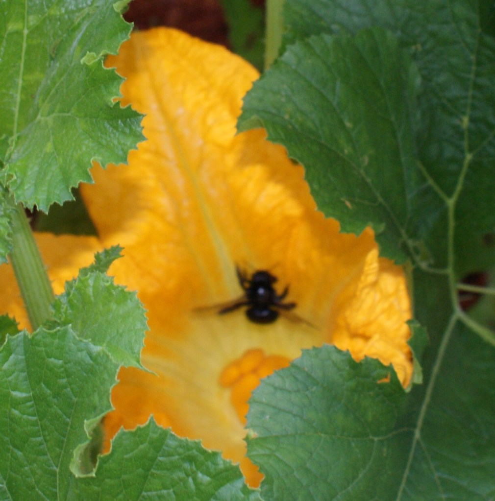 Bumble bee in squash flower