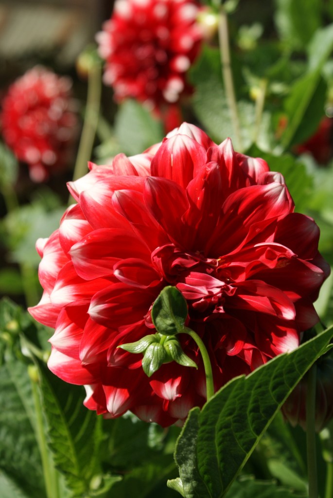 Dahlias