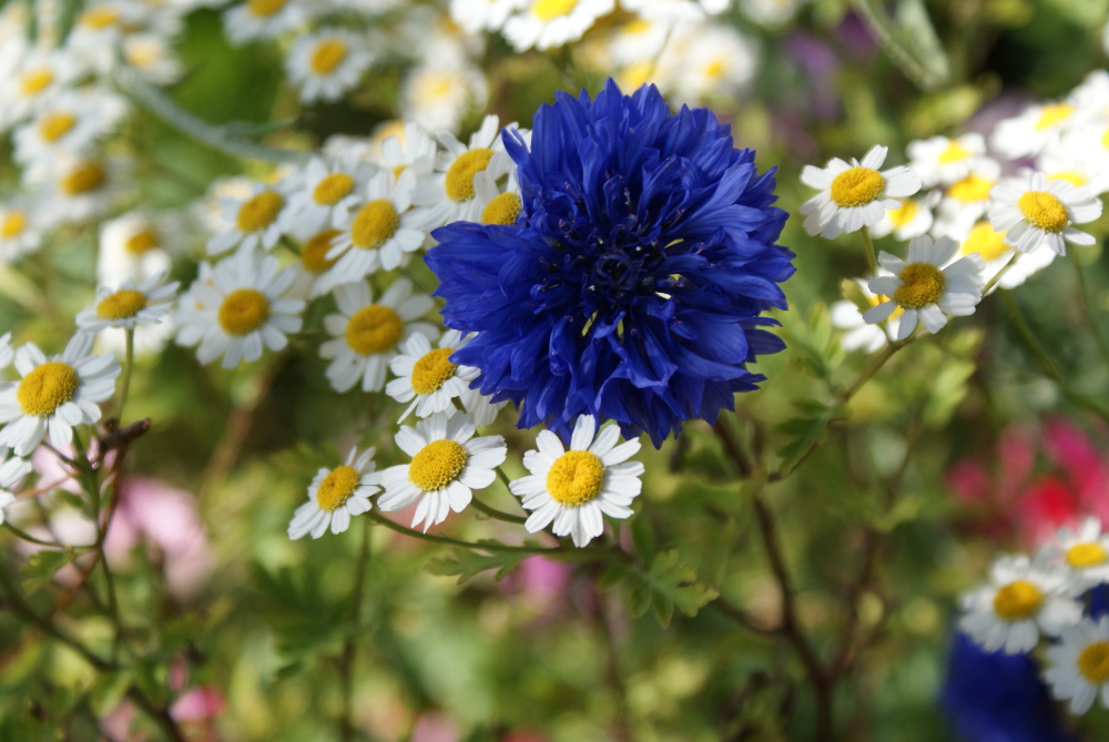 Flowers at The Lost Whale Inn
