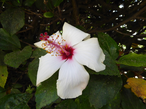 Hibiscus