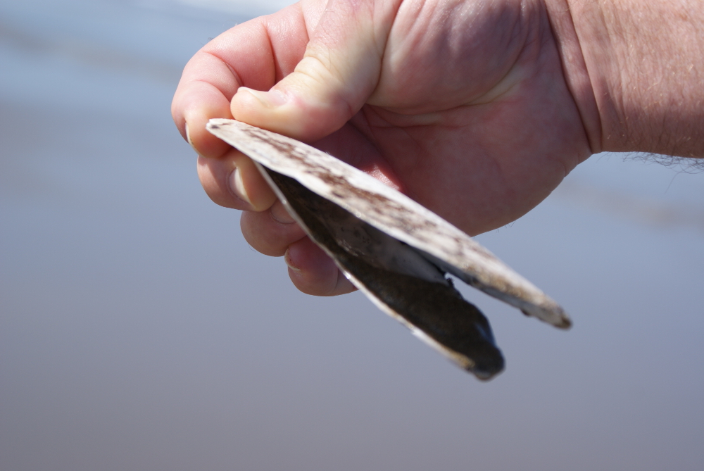 Razor clam