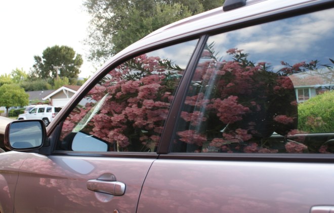 Reflection of oleander