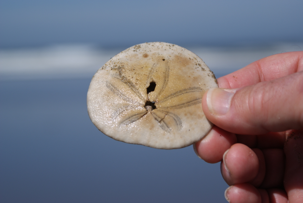 Sand Dollar
