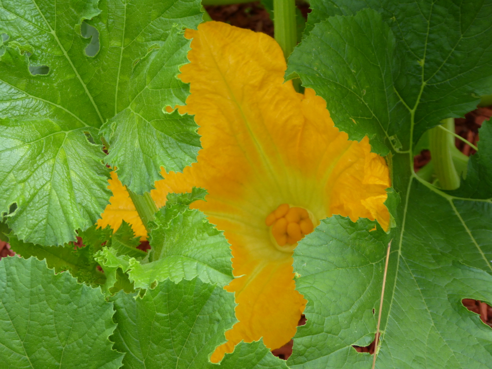 Squash flower