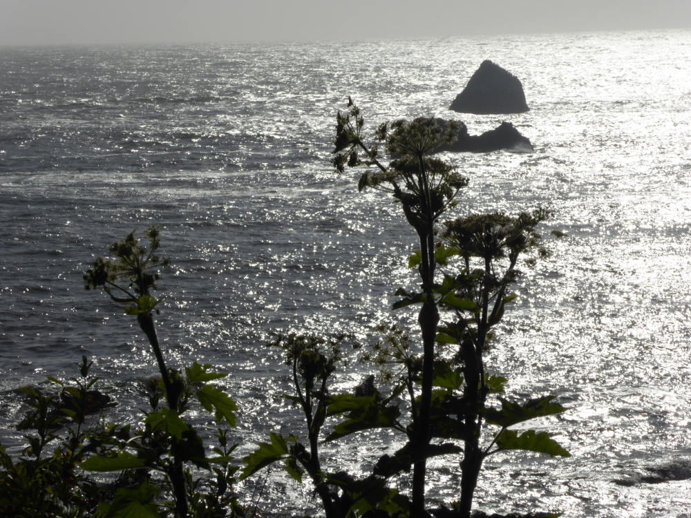 Weeds against the sea