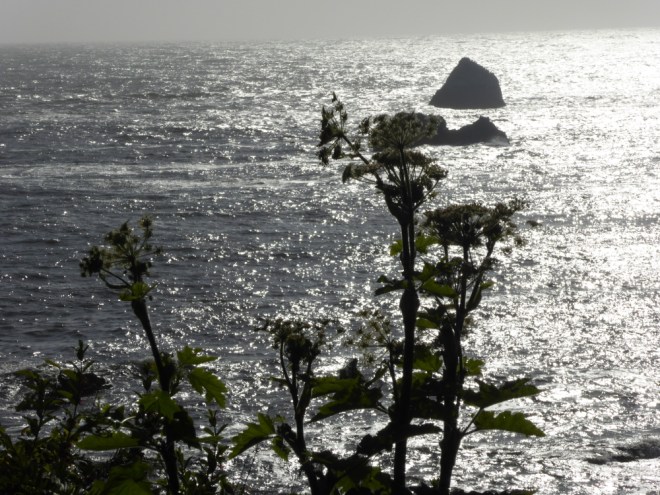 Weeds against the sea