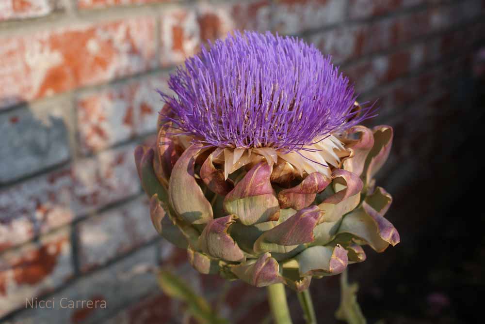 Blooming artichoke