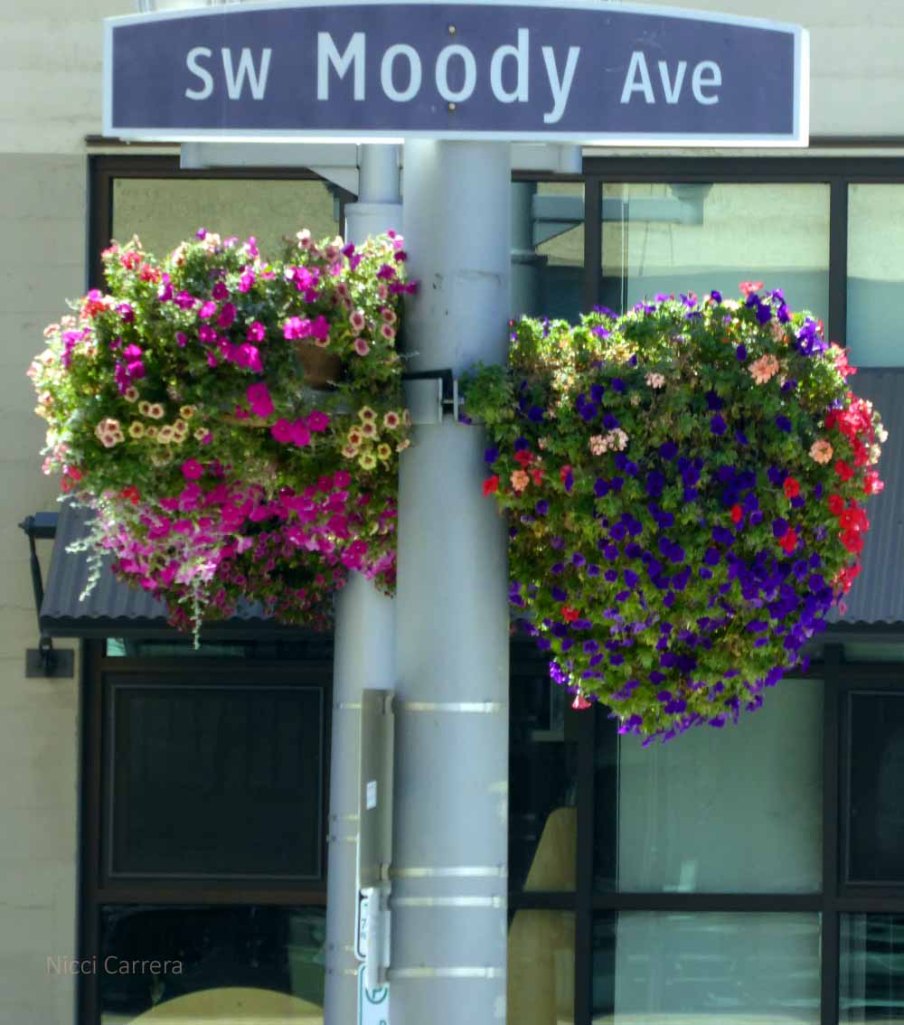 Portland has lots of these flower baskets, and I could live on this street!