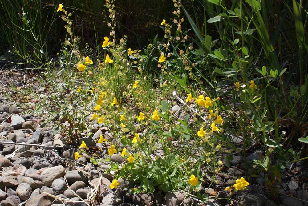 Wildflowers, Truckee River, California