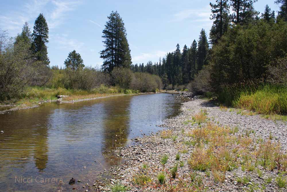 Runoff water in the Truckee River