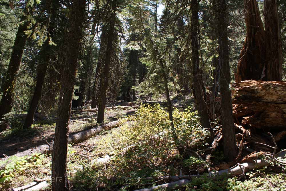 The forest next to the Truckee River