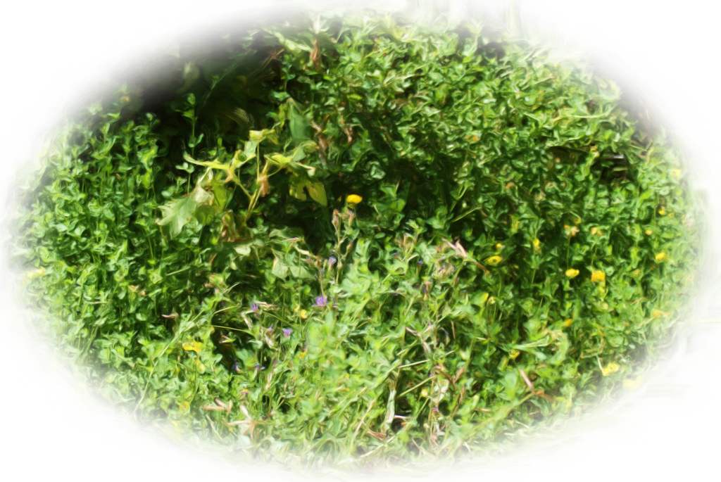 Wildflower meadow, Tahoe National Forest