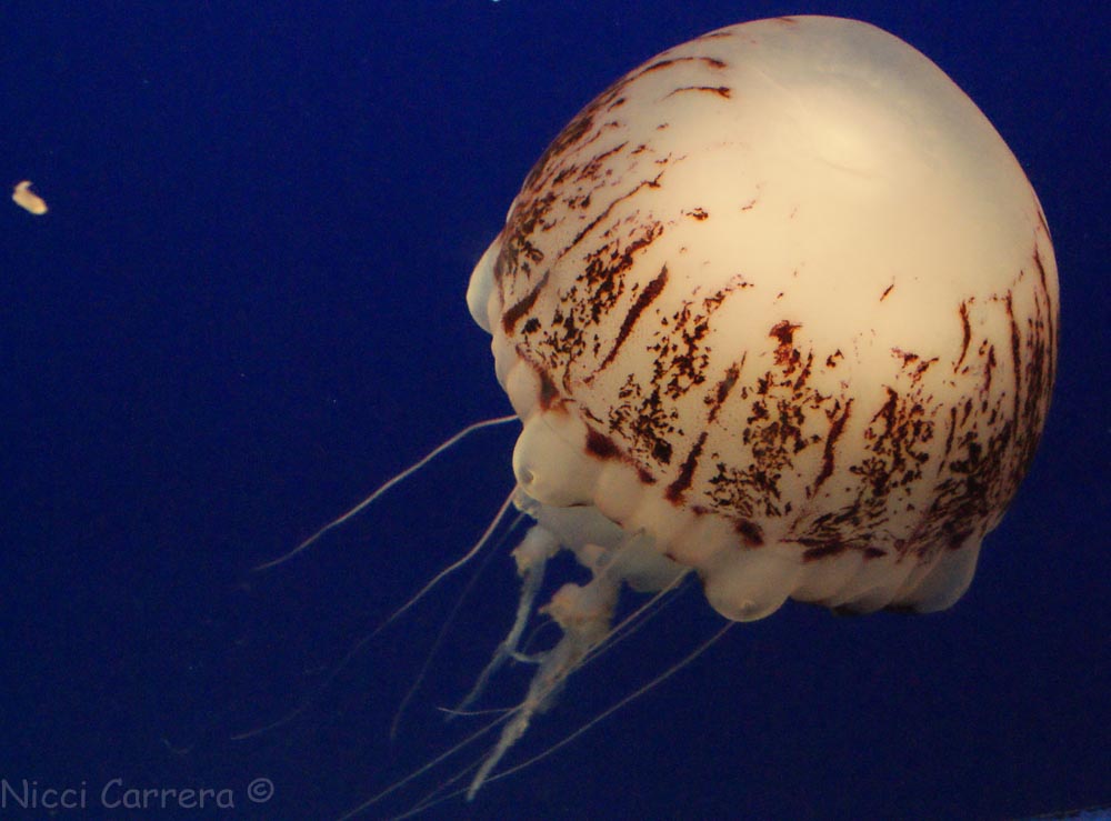 Jelly fish