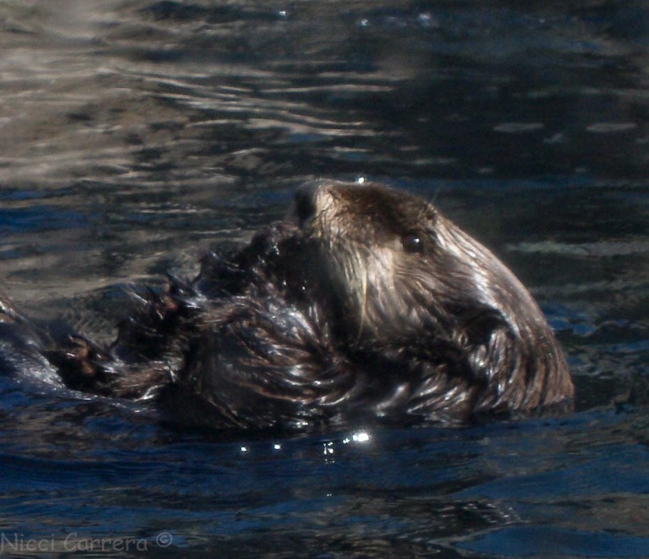 Sea otter