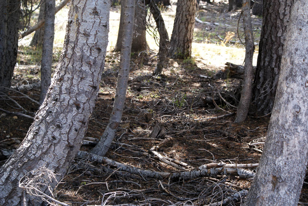 Tahoe National Forest