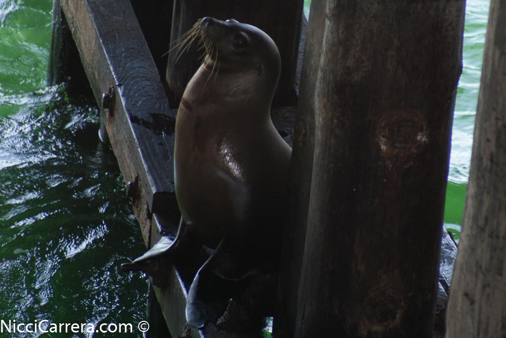 Sea lion in Santa Cruz stretching